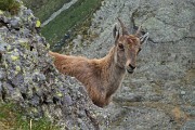 Al Benigni incontri ravvicinati con gli stambecchi di casa il 21 giugno 2016 - FOTOGALLERY